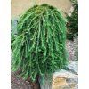 larix pendula2