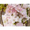 Prunus Amanogawa (1)