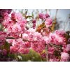 Višeň okrasná 'Kiku-Shidare-Zakura'  Prunus cerasus 'Kiku-Shidare-Zakura'