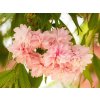Višeň okrasná 'Kiku-Shidare-Zakura'  Prunus cerasus 'Kiku-Shidare-Zakura'