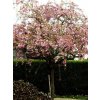 Višeň okrasná 'Kiku-Shidare-Zakura'  Prunus cerasus 'Kiku-Shidare-Zakura'