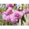 Višeň okrasná 'Kiku-Shidare-Zakura'  Prunus cerasus 'Kiku-Shidare-Zakura'