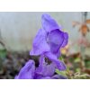 Prilbica modrá - Aconitum napellus