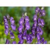 Prilbica modrá - Aconitum napellus