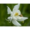 Orlíček veľkokvetý 'Spring Magic White' - Aquilegia caerulea 'Spring Magic White'