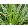 Ostrica japonská  'Variegata' - Carex morrowii 'Variegata'