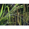 Ostrica previsnutá - Carex pendula