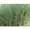 Ozdobnica čínska 'Cosmopolitan' - Miscanthus sinensis 'Cosmpolitan'