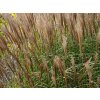 Ozdobnica čínska 'Kleine Silberspinne' - Miscanthus sinensis 'Kleine Silberspinne'