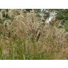 Ozdobnica čínska 'Nishidake' - Miscanthus sinensis 'Nishidake'