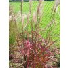 Ozdobnica čínska 'Roter Pfeil' - Miscanthus sinensis 'Roter Pfeil'