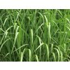 Ozdobnica obrovská - Miscanthus floridulus