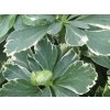 Pachysandra klasnatá 'Variegata' - Pachysandra terminalis 'Variegata'