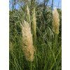 Cortaderia Pumila (2)
