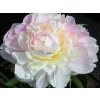 Pivonka čínska 'Shirley Temple' - Paeonia lactiflora 'Shirley Temple'