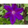 wildfire