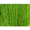 Prasličkovka zimná 'Robustum' - Equisetum hyemale 'Robustum'