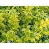 ligustrum