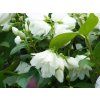 Philadelphus Snowbelle (1)