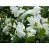 Philadelphus Snowbelle (4)