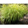 Rákosovka veľká  'All Gold' - Hakonechloa macra 'All Gold'
