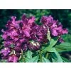 Rododendrón 'Purple Splendour'  Rhododendron 'Purple Splendour'