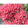 red cauli