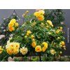 59418 ruze lizzy starlet rose