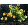 59418 2 ruze lizzy starlet rose