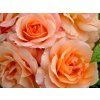 apricola 3