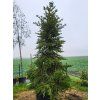 Picea polita (1)