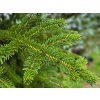 Picea polita (3)