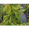 Picea omorika 'Pendula' kopie