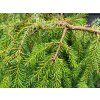Picea omorika Pendula2 (2)