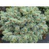 Picea pungens 'Blue Pearl' (3)