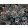 Smrek pichľavý 'Glauca Compacta'