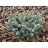 glauca c 2