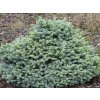 Smrek pichľavý 'Glauca Compacta'