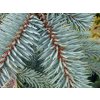 Smrek pichľavý 'Glauca Pendula'