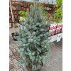 Picea pungens 'Iseli Fastigiata' (2)