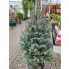 Smrek pichľavý 'Iseli Fastigiata'