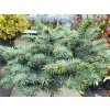 Smrek pichľavý 'St.Mary's Broom'