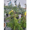 Picea orientalis 'Aureospicata' (2)