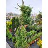 Picea abies 'Inversa' (1)
