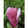 Magnólia 'Oriental Night'  Magnolia 'Oriental Night'