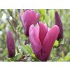 Magnólia 'Oriental Night'  Magnolia 'Oriental Night'