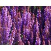 Šalvia hájna 'Sensation® Compact Deep Blue' - Salvia nemorosa 'Sensation® Compact Deep Blue'