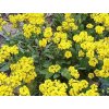 Tarica skalná 'Sulphureum' - Alyssum (AURINIA) saxatile 'Sulphureum'