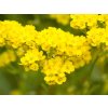 Tarica skalná 'Sulphureum' - Alyssum (AURINIA) saxatile 'Sulphureum'