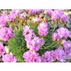 Trávnička trsnatá - Armeria juniperifolia